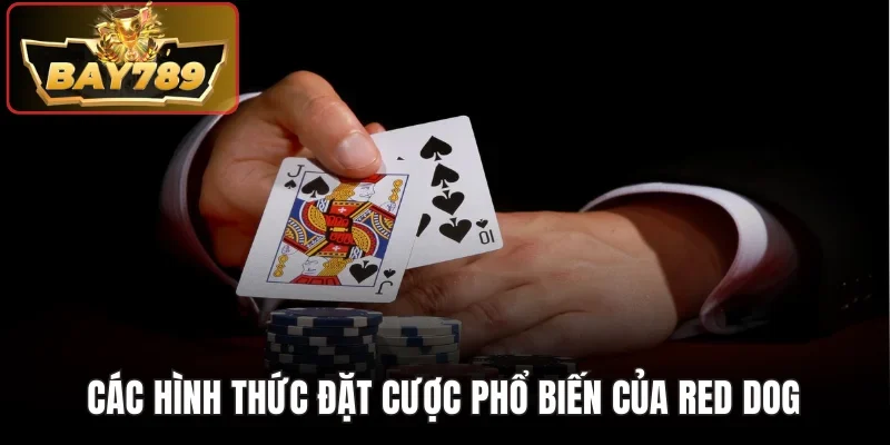 Red Dog Poker Bay789 - Biến Thể So Bài Nhanh Đầy Kịch Tính 4 Các hình thức đặt cược phổ biến của Red Dog